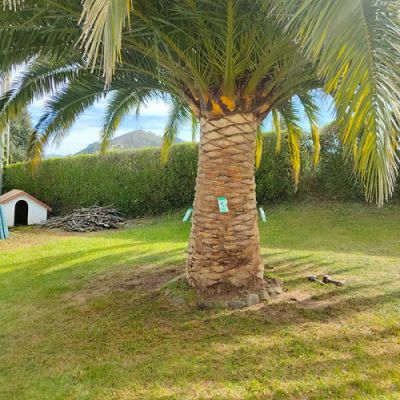 Palmera con tratamiento para el picudo rojo